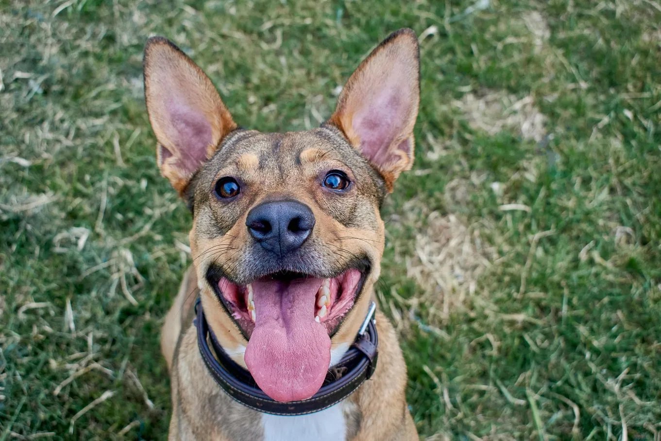 How to Prevent Rabies in India: A Vet's Complete Guide