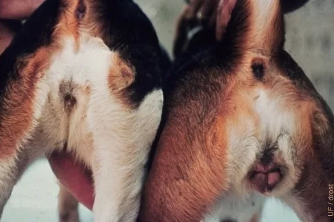 Swollen How To Tell If A Puppy Is In Heat Dogs On Their Period