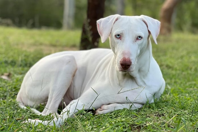 Abv Rajpalya Raising a Rajapalayam Dog: Origins, Behaviour, Physical Traits, & more!