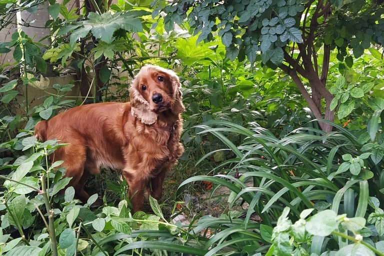 All about Cocker Spaniels - Behaviour, Physical traits, Breed History ...