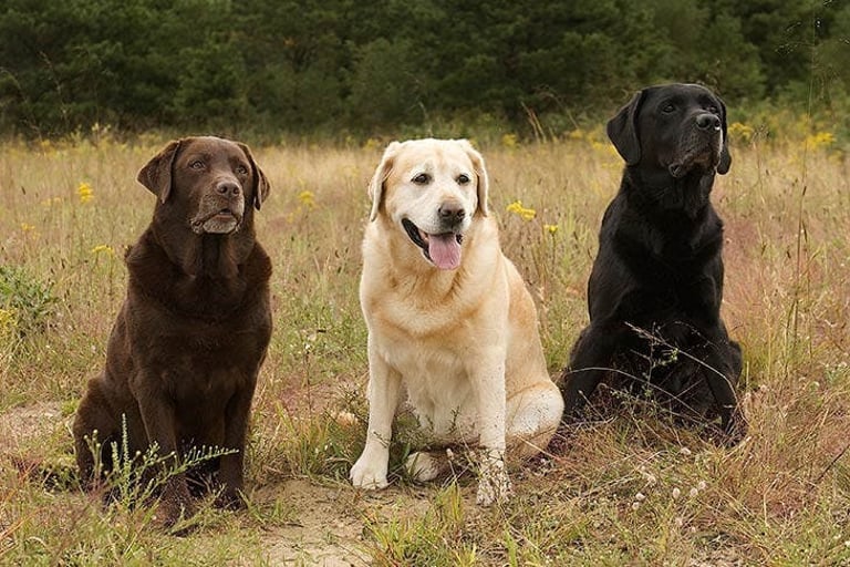 Ravencote Labrador All You Need to Know about Labrador Retrievers: History, Behaviour, and ...