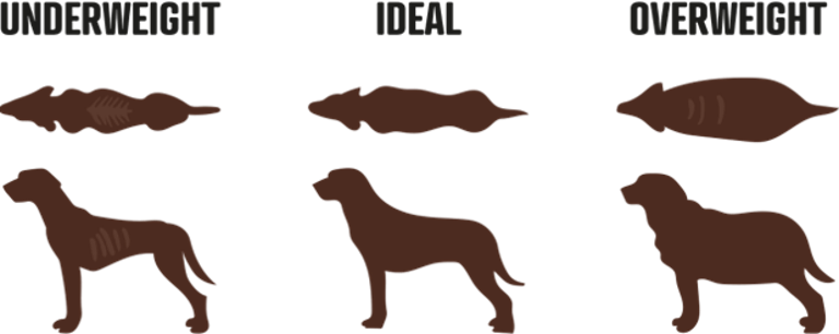All You Need to Know about Labrador Retrievers: History, Behaviour, and ...
