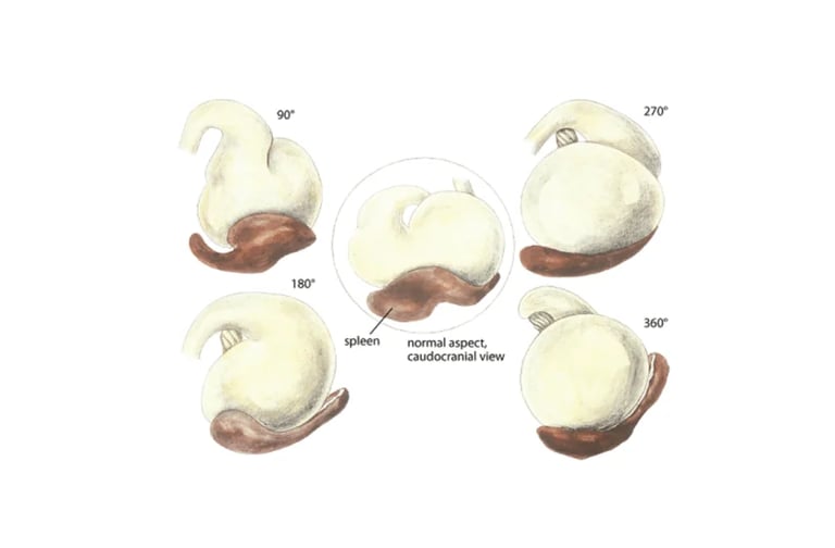 What is Dog Bloat? Understanding Gastric Dilatation and Volvulus (GDV ...